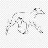 Greyhound Silhouette Clip Italian Drawing Library Clipart Dog Whippet sketch template