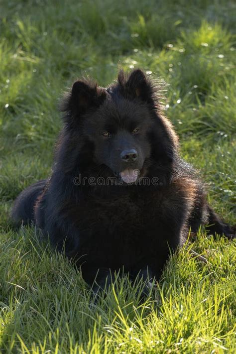 black eurasier dog  grass stock photo image  alert fluffy