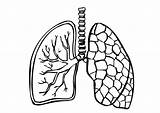 Polmoni Colorare Disegno Lungs sketch template