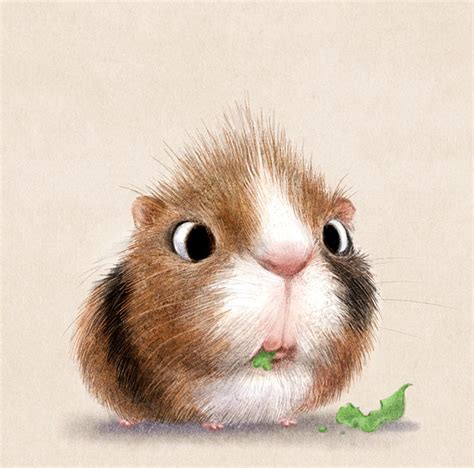 incredibly cute animal illustrations  sydney hanson