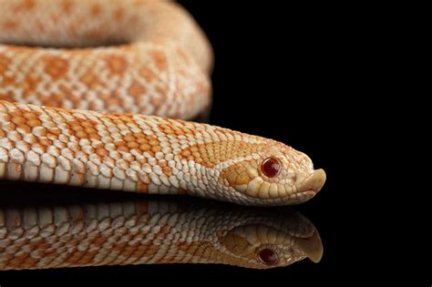 western hognose snake care guide checklist  beginners