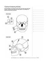 Coloring Skull Anatomy Human Activity Pages Bones Asu Printable Askabiologist Worksheets Worksheet Ask Biologist Skeleton Biology Color Activities Edu Physiology sketch template
