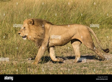 okavango delta lion pride  res stock photography  images alamy