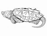 Snapping Turtle Drawing Alligator Coloring Clipart Clipartmag Common Pages Getdrawings sketch template