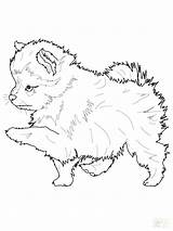 Husky Coloring Pages Pomeranian Puppy Printable Realistic Dog Color Spaniel Springer Colouring Pup English Pomeranians Print Getcolorings Getdrawings Spitz Puppies sketch template