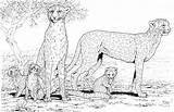 Cheetah Coloring Family Pages Printable Baby Kids Animal Animals Print Cute Color Sheets Realistic Supercoloring Adult Gif Clipart Real Detailed sketch template