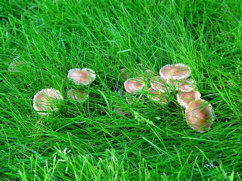 stop  bagging mushrooms   lawn   blooming irises