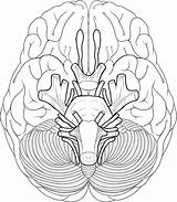 Cranial Brain Nerves Coloring Anatomy Nerve Pages Sheet Sheep System Drawing Blank Human Diagram Worksheet Face Color Educational Works Biologycorner sketch template