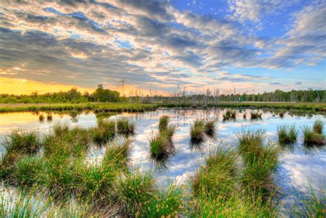 wetlands  fight climate change      xvital