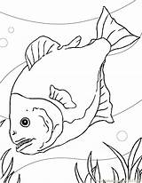 Piranha Coloring Pages Aquarium Color Fish Animals Drawing Print Gif Designlooter Pirahna Drawings Getdrawings 792px 6kb sketch template