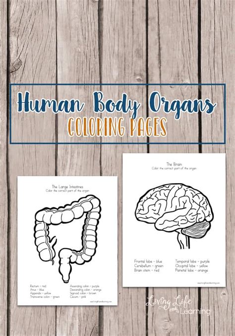 printable human body organs coloring pages homeschool giveaways