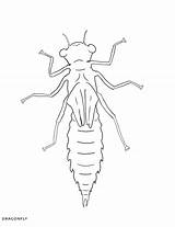 Macroinvertebrate Coloring Sheet Reply Leave Replies Cancel sketch template