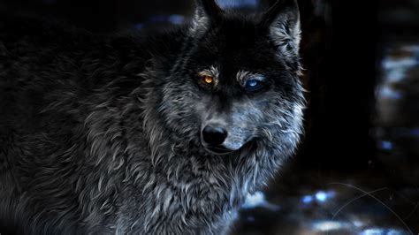 wolf heterochromia fantasy laptop full hd p hd