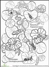 Coloring Nasturtium Designlooter Insect Worksheets Grade Second Science Flower 411px 28kb sketch template