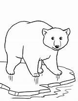 Polar Bear Coloring Pages Cartoon Cute Bears Baby Drawing Ice Animal Colouring Cola Cub Printable Easy Coca Draw Fox Color sketch template