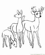 Colorear Para Deer Venado Animalitos Guardado Desde Coloringpages101 Ciervos Manada Dibujos Coloring sketch template