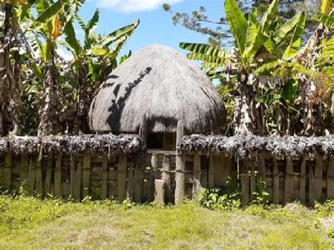 rumah adat honai suku dani rumah adat honai asal daerah wamena papua berkebun