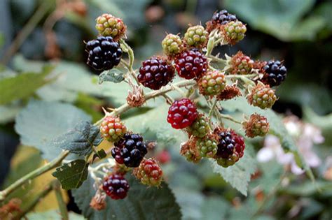 wild summer blackberries thorny forage sweet reward civil eats