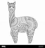 Coloring Alpaca Zentangle sketch template