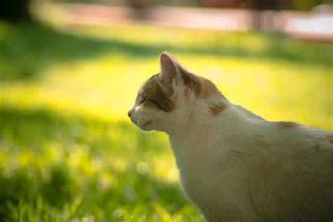 el gaton carlos henrique flickr