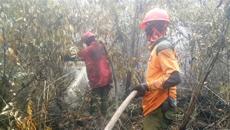 kebakaran hutan  riau menjalar  taman wisata buluh cina okezone news