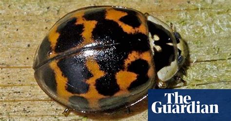 Invasion Of The Killer Ladybirds Insects The Guardian