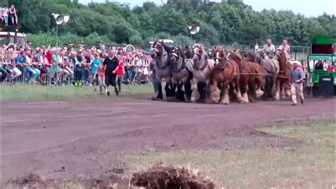 belgian draft horses  action panningen nl  belgische kaltblueter  aktion tractor
