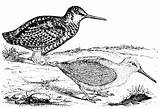 Woodcock Etc Clipart Tiff sketch template