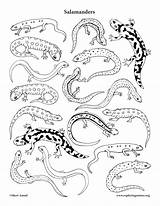 Salamander Salamanders Coloringbay Sponsors Coloringnature sketch template