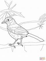 Jay Coloring Scrub Blue Pages Printable Birds Drawing Recommended Coloringbay Getcolorings Categories sketch template