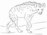 Hiena Hyena Colorare Moteada Hienas Kolorowanka Hyenas Disegno Mewarnai Anak Iena Savana Dasar Sekolah Sheets Ridens Dla sketch template