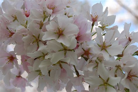 cherry blossom cks weblog