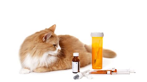 giving medicine   cat   pill  cat perth cat hospital