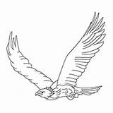 Eagle Coloring Tailed Drawing Flying Hawk Simple Flight Golden Bird Drawings Designlooter Wedge Getdrawings High Paintingvalley 56kb 230px sketch template