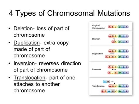 What Is Chromosomal Mutation What Are Some Examples Quora