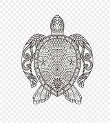Coloring Adult Book Doodle Child Drawing Turtle Vector Favpng sketch template