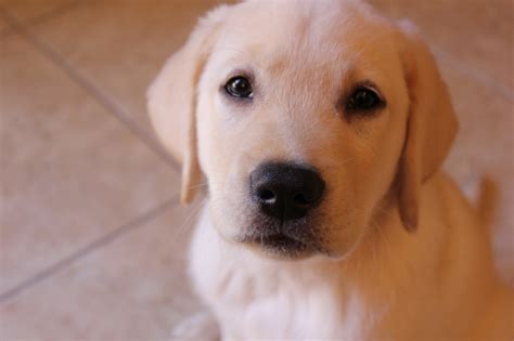 cutest lab pup  lab puppies pup labrador retriever