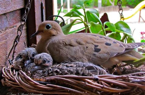 mourning dove nest time morning walls