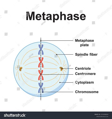 scientific designing metaphase  stage mitosis stock vector