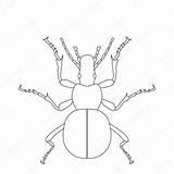 Escarabajos Escarabajo Carabidae Pelotero sketch template