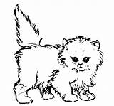 Coloring Pages Cat Kitten Realistic Printable Kittens Calico Baby Puppy Kitty Puppies Cats Color Print Sheets Getcolorings Sand Dog Kids sketch template