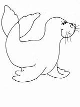 Seal Coloring Phoque Pages Coloriage Animal Seals Drawing Dessin Banquise Animals Print Dessiner sketch template