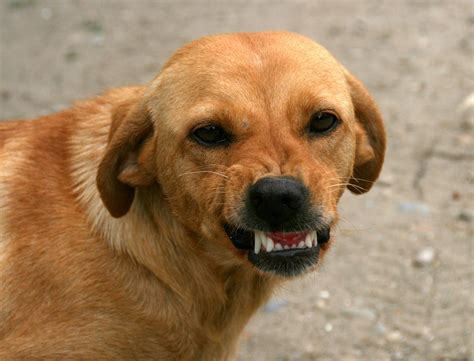 dog smile teeth  photo  pixabay