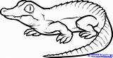 Alligator Head Drawing Getdrawings Chinese Draw Easy sketch template