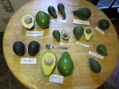 avocado varieties   theyre  season avocado