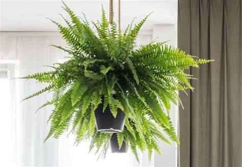 indoor fern types pics