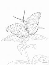 Butterfly Blue Coloring Morpho Pages Insects Inspiration Drawing Getdrawings Getcolorings sketch template