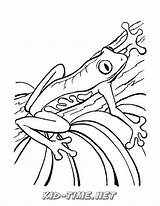 Kleurplaten Frosch Kikker Kikkers Rana Grenouille Mewarnai Reptiles Dieren Katak Rainforest Animasi Malvorlage Dart Poison Ranas Kodok Coloriages Frogs Ausmalbild sketch template