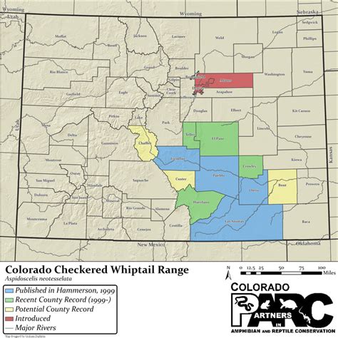 colorado checkered whiptail