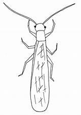 Insecten Insekten Ausmalbilder Kleurplaten Serangga Mewarnai Kleurplaat Bergerak Malvorlagen1001 Malvorlage Animierte Animaatjes Insetti Kartun Larva sketch template